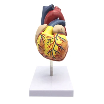 Nový 1: 1 Ľudského Srdca Model, Anatomicky Presné Srdce Model Životnej Veľkosti Ľudskej Kostry Anatómie Pre Vedu Triede Štúdia Zár