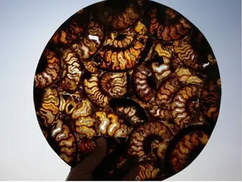 Začiatok ! ! !Pol Rez Ammonite Shell Jurský Fosílnych Disk Madagaskar